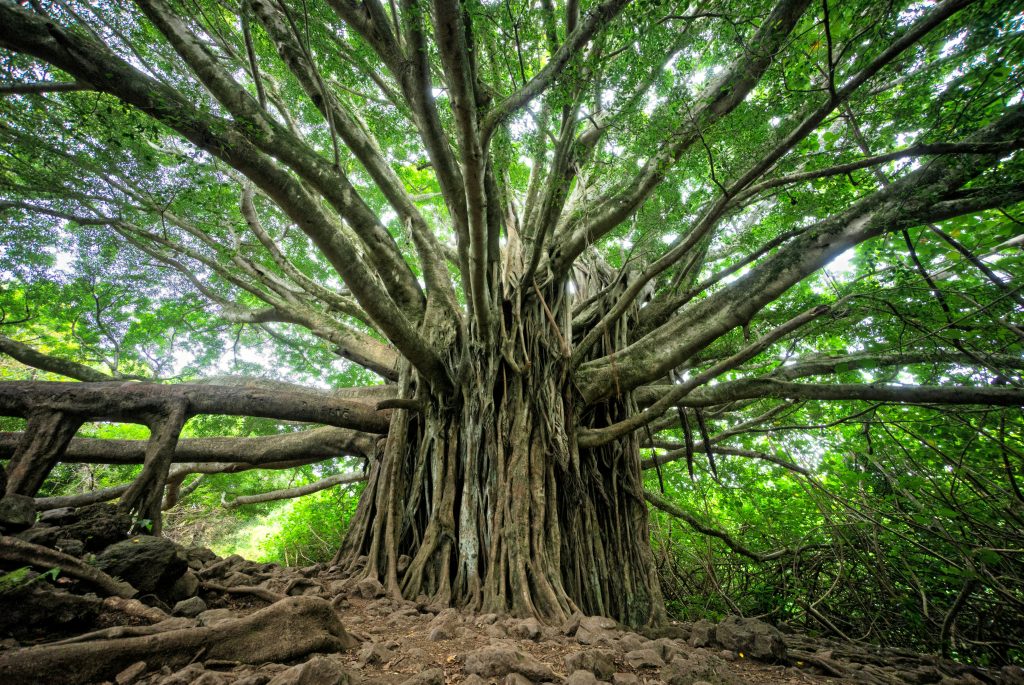 Picture of a big tree with lots of branches and roots