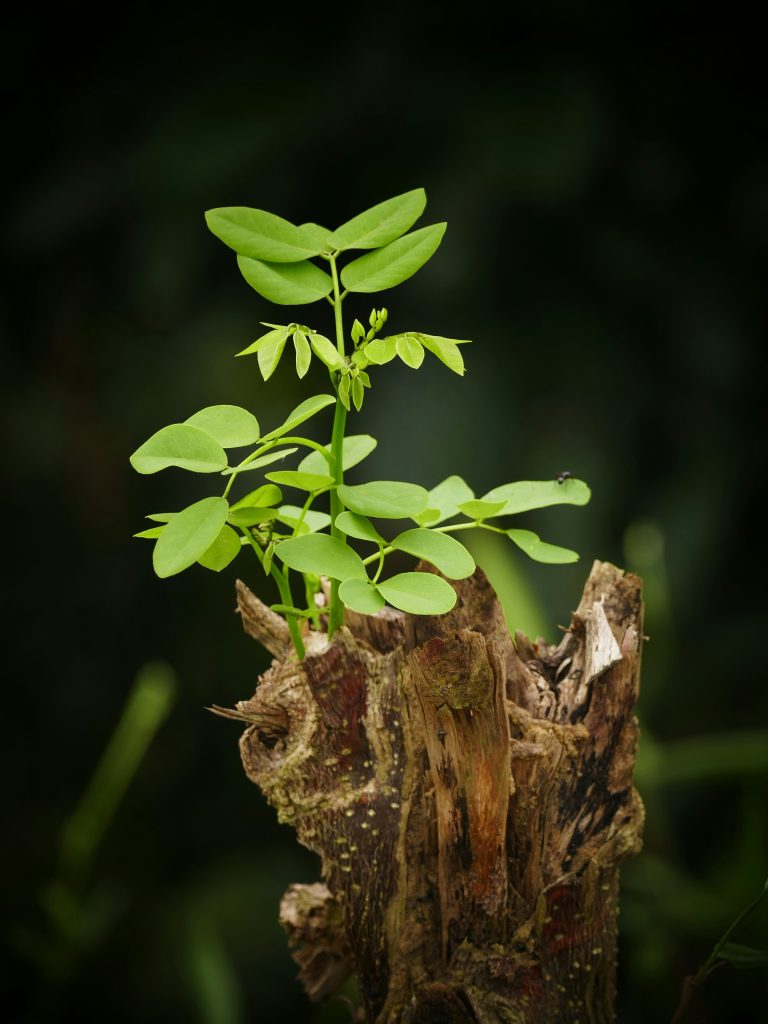 Photo of a grown plant in a tree