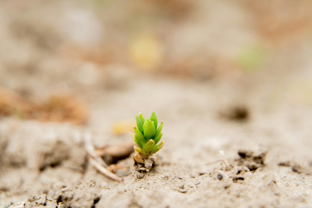 Photo of a burgeoning plant in earth